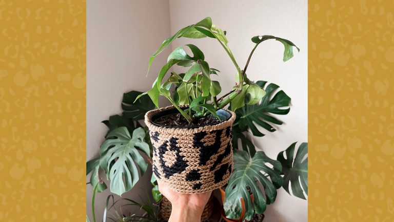 small plant in leopard print basket